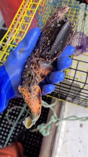 These sea fleas have taken over the remains of this lobster #lobster #ocean #circleoflife #fishing