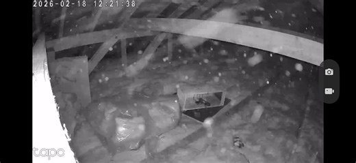 Strange Footage in the Loft: Dust or Ghosts?