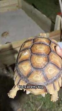 New Home for the Sulcata Tortoises! #sulcata #tortoise #pets #reptiles #animals #turtle