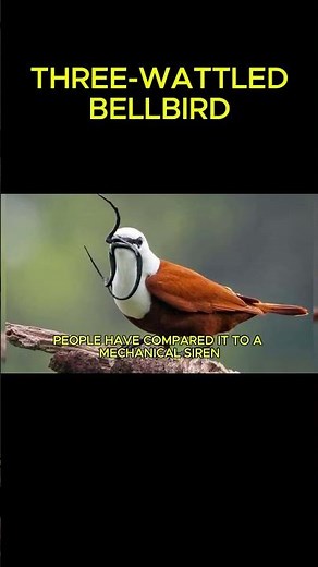 The Loudest Bird on Earth?!