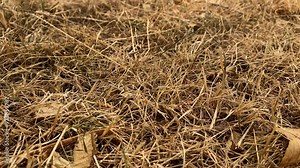 Background of dry grass in a field in nature. Dry grass illuminated by morning sun rays
