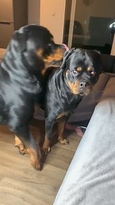 Nice try, buddy 🤣 #rottweiler #funnydogs #gangrottie #flirt #dogs | Gangrottiedog