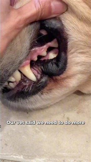 Easier Way to Clean Your Dog’s Teeth at Home