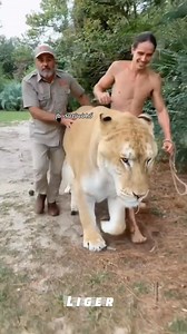 Những con lai của sư tử và hổ ( Liger, Tigon, Liliger, Tiliger, Litigon, Litigon) | Sư tử và Hổ