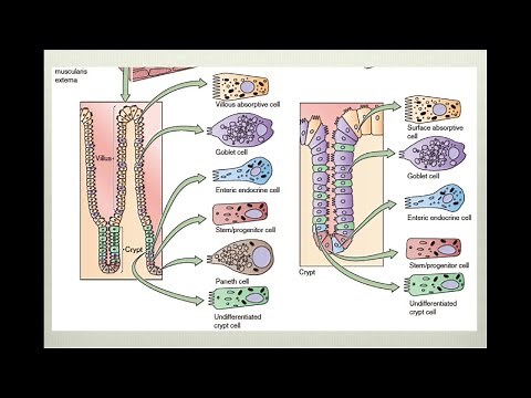 Fisiología intestinal