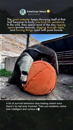 ANTEATER BEHAVIOR BEYOND THE HUNT