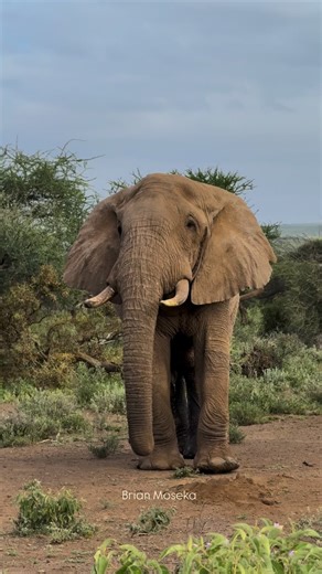 I was almost charged by this male elephant in musth. Why are male elephants so aggressive during this time? Musth is a natural period when a bull’s testosterone levels rise dramatically. This hormone elevates dominance, confidence, and the urge to compete for breeding rights. Bulls become highly sensitive and easily triggered, using aggression both as a signal to rival males and as a warning to keep their distance. #ElephantMusth #Sunworldsafaris #Soroicollection #WildlifePhotography #AfricanEle
