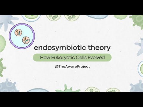 Understanding the Endosymbiotic Theory How Eukaryotic Cells Evolved 🌱