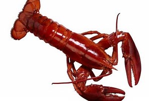 Do lobsters live in the Philippines? [2025] | QAQooking.wiki