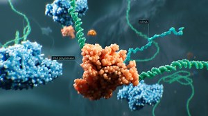 MitoRibosome High Science