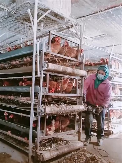 Looking for a cost-effective manure cleaning solution for your poultry farm? This manual manure removal system is ideal for 10,000–20,000 chickens, paired with stacked layer cage systems. ✔ Simple structure ✔ Low maintenance ✔ No electricity needed ✔ Stable daily operation 💬 Comment “MANUAL” and we’ll share more details. Or WhatsApp: 86 17344898347