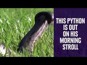 7 Weirdly Awesome Pets You Can Own