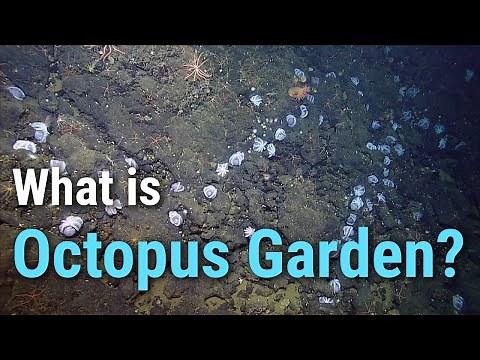 Discover Octopus Garden