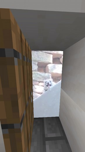 Animals in Minecraft: Bear, Rabbit, and Cat Adventures