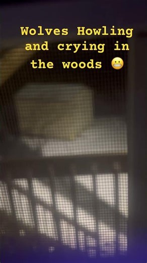 I heard wolves howling in the woods in my backyard.