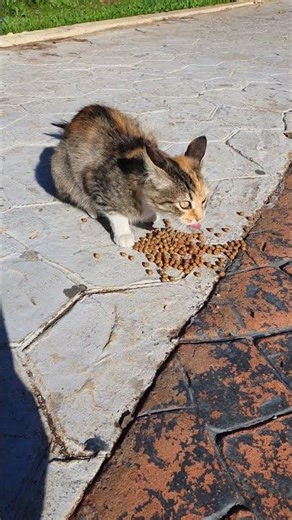 cute Cat UHD 4K 60fps #foryou #4kuhd #straycat #streetcat #cute #viral