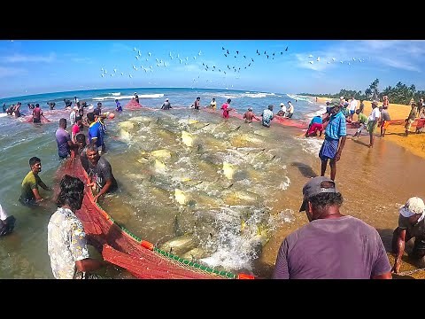 Biggest Fish Haul of the Year Caught on Camera!