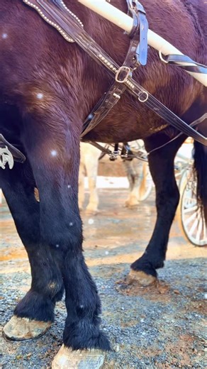 Today was straight out of a storybook as horse-drawn carriage rides rolled through Mountain Lake Lodge, carrying laughter, cozy blankets, and wide-eyed wonder along the way. From twinkling views to crisp mountain air, it was one of those moments that feels slow, sweet, and unforgettable. A heartfelt thank you to the beautiful Percheron horses and the wonderful team at Suther’s Carriage Company for sharing this timeless experience with us. We’re so grateful to everyone who joined in and helped ma