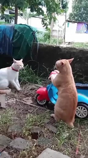 Mainan Kucing Lucu & Unik