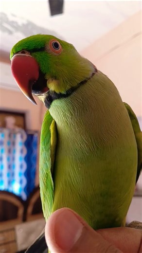 Mera pyara Laddu ❤️😘#parrot #shorts #fyp #pets #birds