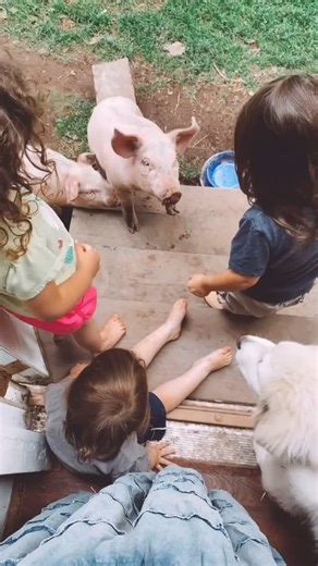 Abby at Wild View Farms on Instagram: "Hard to believe sometimes how far we’ve truly come! 🐷 #farming #farmlife #farm #pigfarm #pigfarmer"