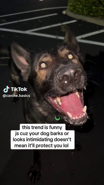 Understanding Dog Behavior and Protection Training