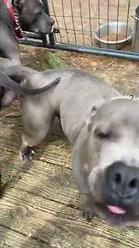 Country boi and Crystal breeding is Confirm￼