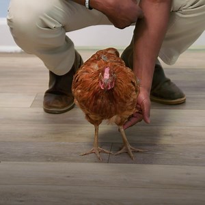 50K views · 435 reactions | Molting is a natural process for chickens, but that doesn't mean it's pleasant!  Watch more in a new episode of #CritterFixers, tonight at 9/8c on Nat Geo WILD. | National Geographic Animals | Facebook