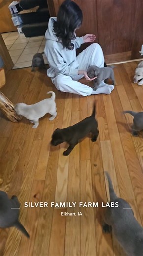 3.5K views · 148 reactions | Sunday Funday! Nora x Beau litter. | Silver Family Farm Labs | Facebook