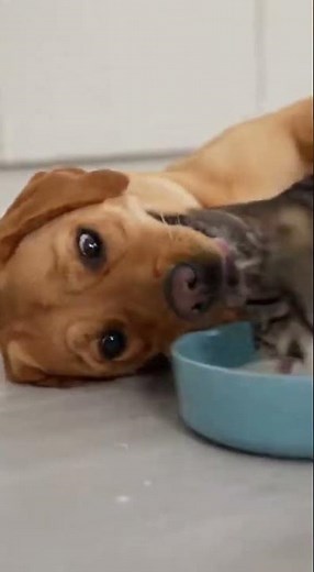 Dog's Milk Drinking Challenge: Fun and Tips