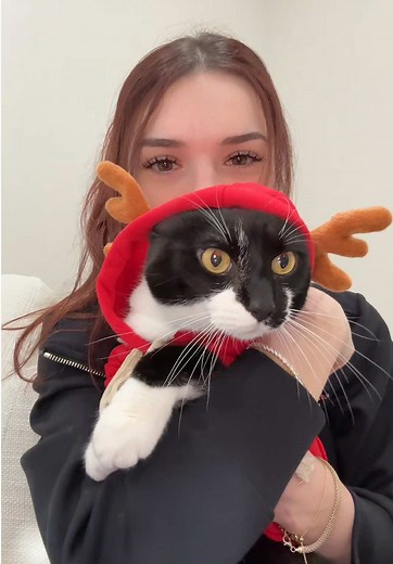 Cute Cat Costumes: The Best Purchase for Pets