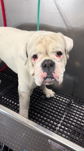 Ghost the white Boxer 🥊🐾❤️ #boxer #boxerdog #bullybreeds #dogbath #doggrooming