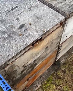 71K views · 1.2K reactions |                    #canadianapiary #community #Hobby #imkerin #gartenliebe #flowers #garden #beekeeping #hochbeet #selbstvertrauen #Hoing #beet #socialmedia #instaimkerin #honeycomb #socialmediamarketing #design #creater #beelover #nature #honeybee | Canadian Apiary | Facebook