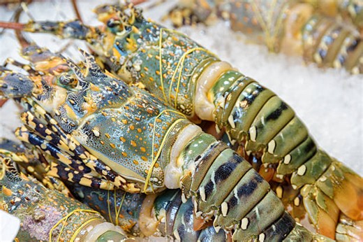 Individuals who trade in lobster now able to sell during closed season—Green - Jamaica Observer