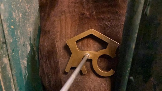 Bulls Freeze Branded ✅ A long day in the barn freeze branding , complete with all the regular side distractions that come with trying to do a big project on the farm | Anderson Cattle Company Inc.