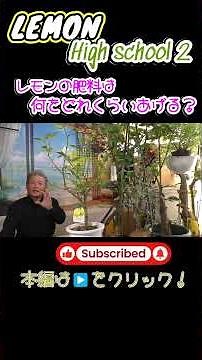 [Lemon High School 2] When to fertilize annually, how much to fertilize, and what to give!
