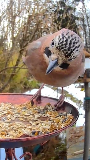 Eichelhäher lässt es sich schmecken #futterhaus #eichelhäher #nature #vogel
