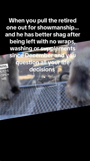 How? #stockshowkids #stockshowlife #showlambs #showgoats | Show Lambs