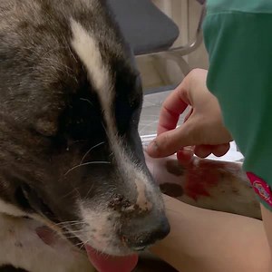 278K views · 1.8K reactions | This dog named Rocco was shot in the face.  Will Dr. Emily be able to get the bullet out? Find out on Dr. Pol, tonight 9/8c. #DrPol | National Geographic Animals | Facebook