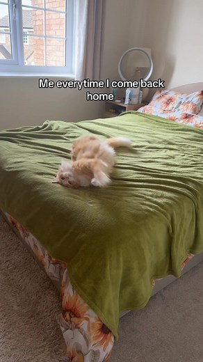 Happy Reunions with Ginger Cats