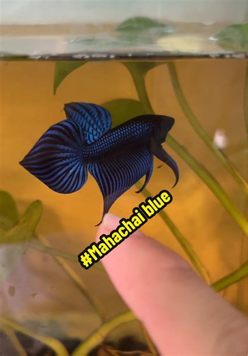 Mahachai blue #betta #bettafish #wildbetta #xuhuong #mahachai