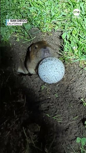 Gopher pushes golf ball out of hole in ‘real-life Caddyshack’ moment