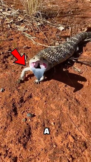 This Chunky Lizard Flashes a NEON Blue Tongue?! 😱🦎