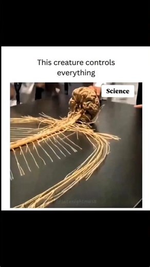 You Are Actually Just This Central Nervous System! 🧠 #shorts #science