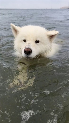Spotted the rare Cali polar bear swimming in the bay! It seemed like a friendly bear. 😉 #swimming #waterdog #doglover #doglife | Coconut Rice Bear