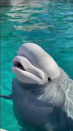 Beluga Whale Vocalizations