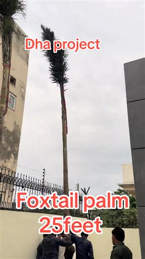 Foxtail palm available Size 20 to 25 feet Price 15000 0344 0455805 | AGP Nursery Farm