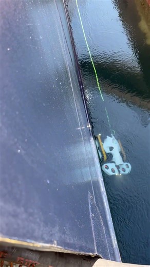 Ship’s hull cleaning using robotic submarine #cruiselife#sailing#miami#youtubeshortsviralshorts