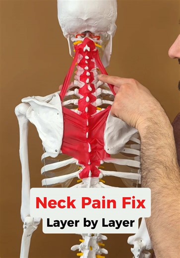 Most neck pain isn’t about weak muscles — it’s about using the wrong ones. When the muscles meant for big movements take over small, precise jobs, your neck pays the price. 🧠 What’s actually happening You have two muscle systems in your neck. The deep, small muscles sit right on the spine and control fine, precise movements so only the joints that need to move actually move. That’s what allows smooth, pain-free head turns and tilts. The larger muscles sit on top and connect your shoulder blades