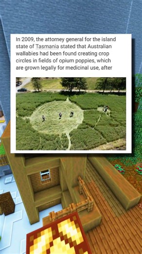 Wallaby Makes Crop Circles!!😂